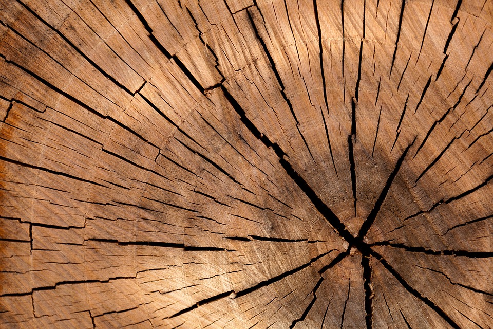 Bejcowanie a lakierowanie – czym się różnią te sposoby konserwacji drewna, na który lepiej się zdecydować i jakie są różnice w kosztach?